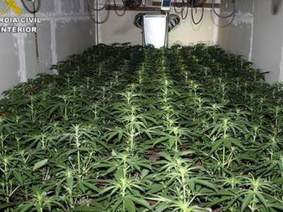Police find marijuana plantation in a warehouse in Fuerteventura by smelling it!