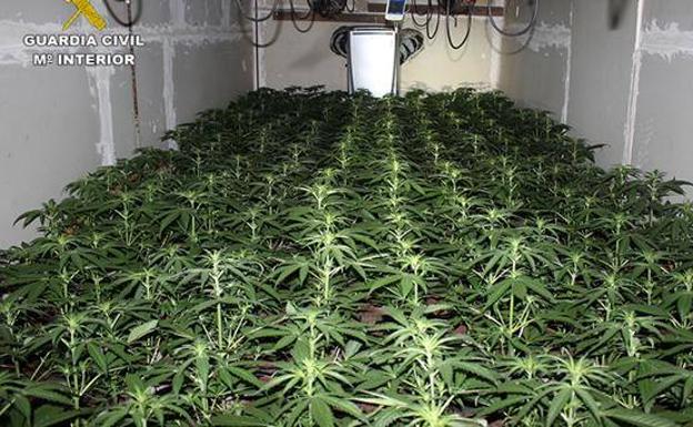 Police find marijuana plantation in a warehouse in Fuerteventura by smelling it! Police find marijuana plantation in a warehouse in Fuerteventura by smelling it!