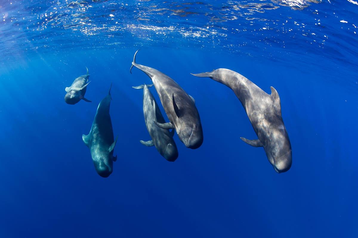 Tenerife is recognised as the first Whale Heritage Site in Europe