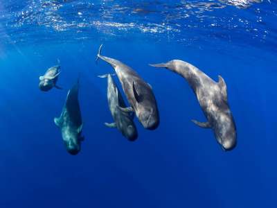 Tenerife is recognised as the first Whale Heritage Site in Europe