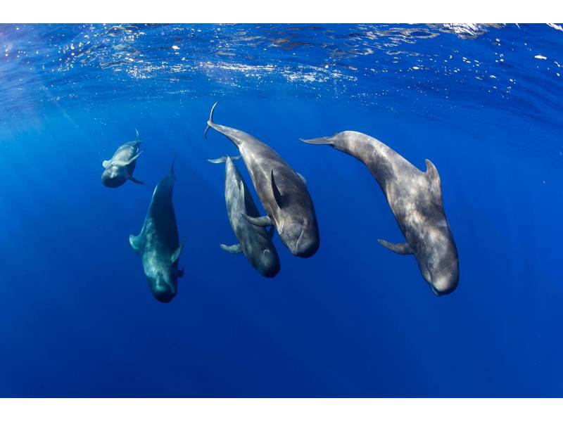 Tenerife is recognised as the first Whale Heritage Site in Europe