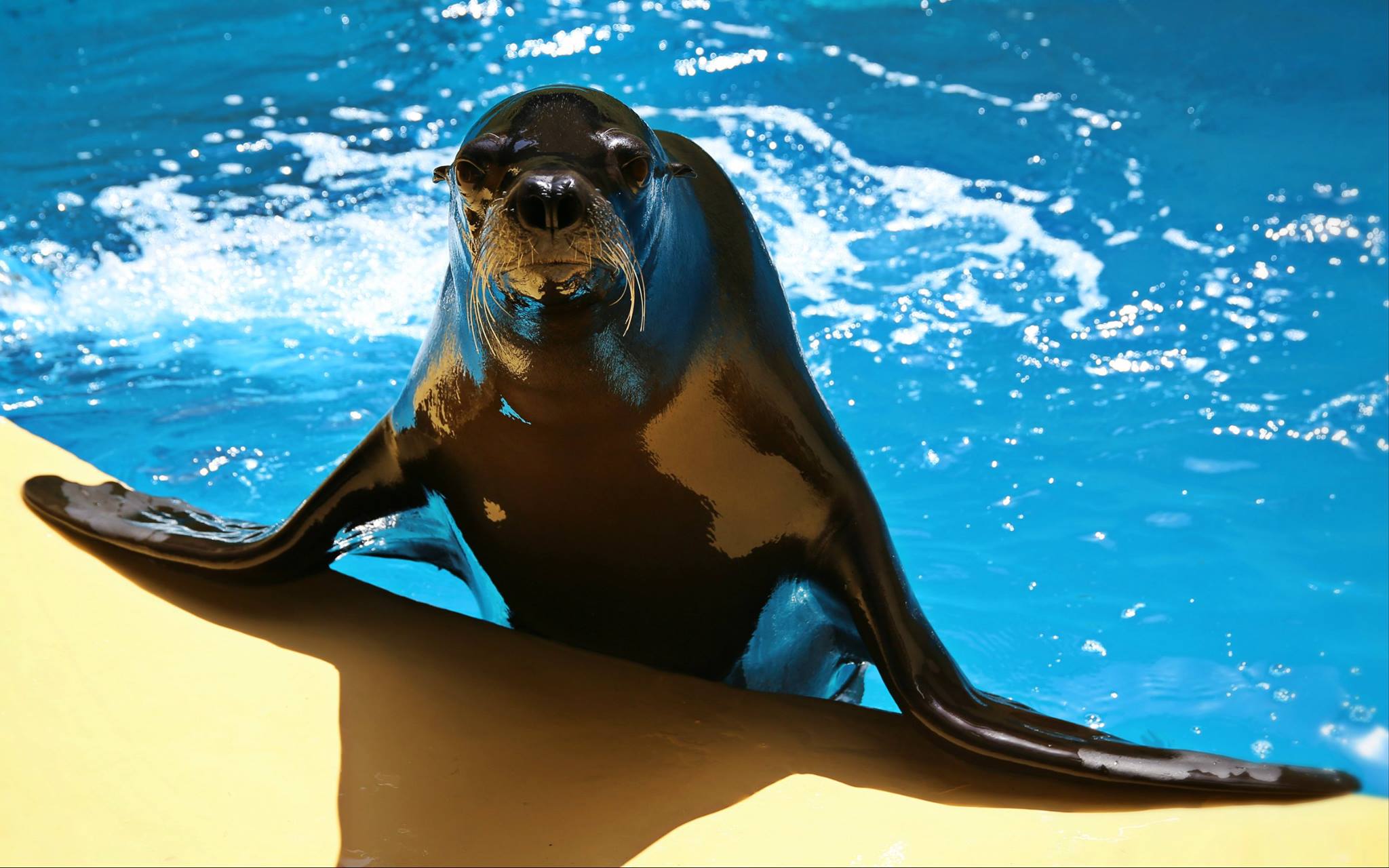 Loro Parque: ‘We are losing an average of two and a half million euros per month’