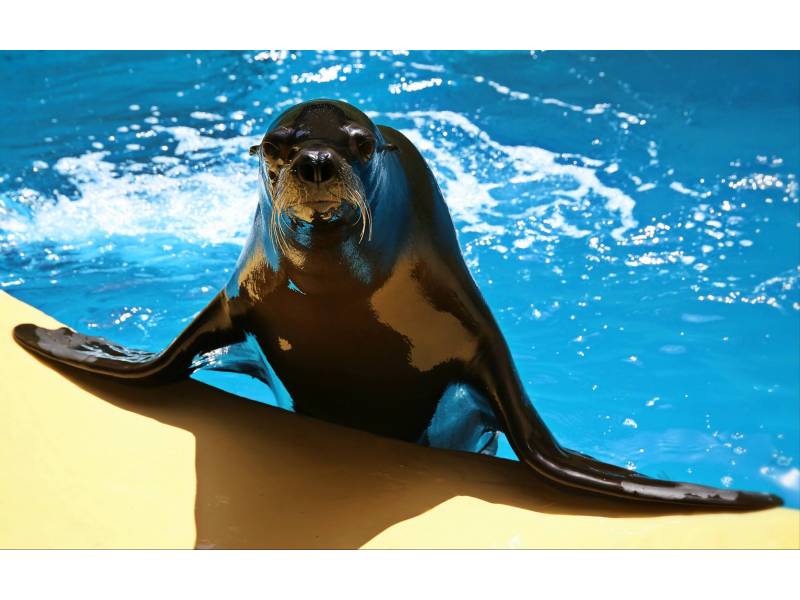 Loro Parque: ‘We are losing an average of two and a half million euros per month’