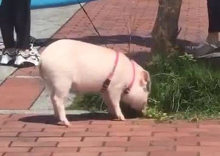 It’s just a walk in the pork!