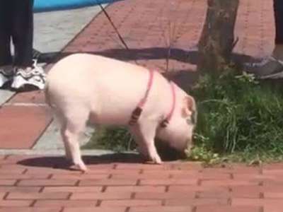 It’s just a walk in the pork!