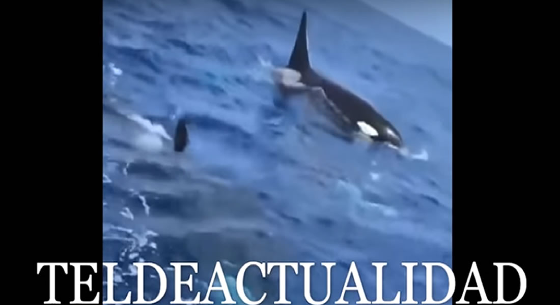 VIDEO: Pod of killer whales filmed off coast of Gran Canaria