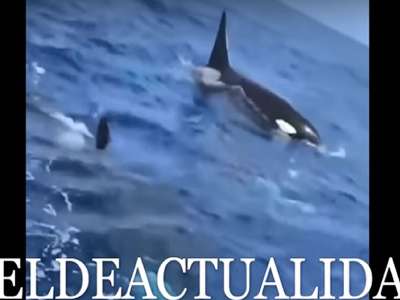 VIDEO: Pod of killer whales filmed off coast of Gran Canaria