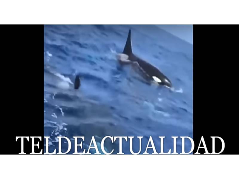 VIDEO: Pod of killer whales filmed off coast of Gran Canaria