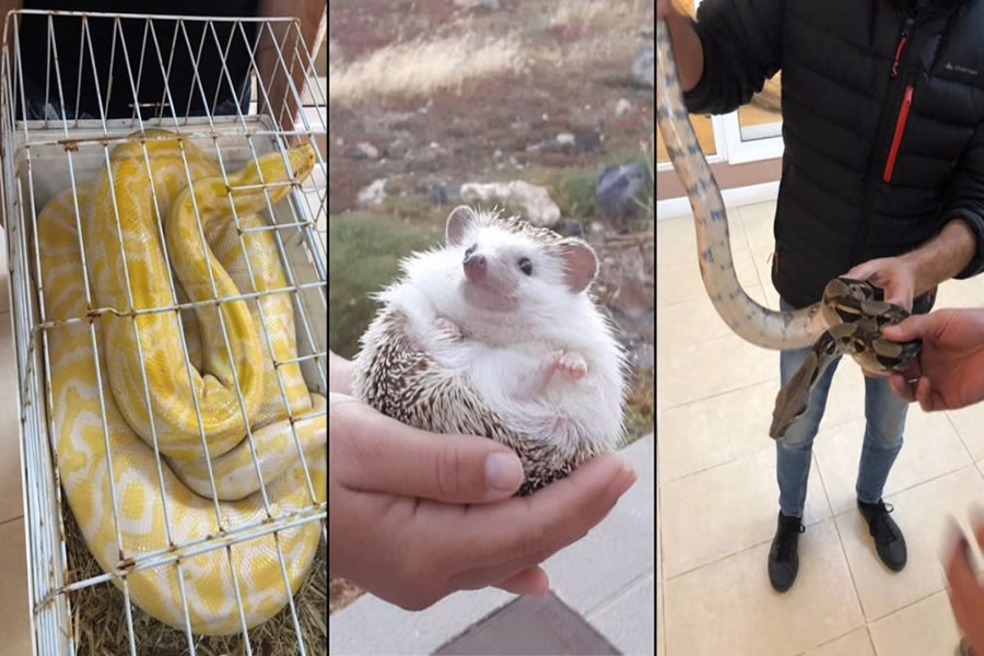 Three illegal exotic animals for sale on the internet seized in Tenerife