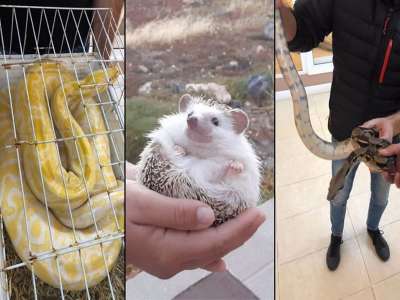 Three illegal exotic animals for sale on the internet seized in Tenerife