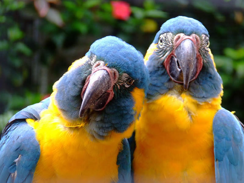 Is Loro Parque about to re-open to the public?