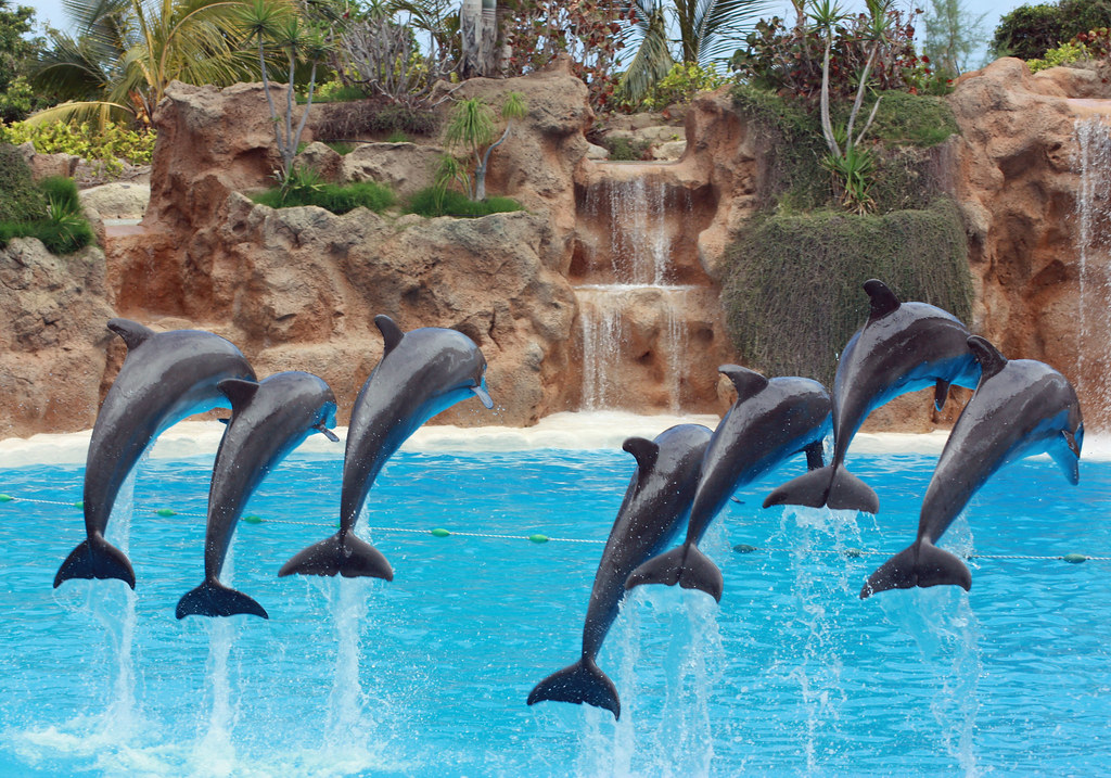 Loro Parque announces it is reopening to the public