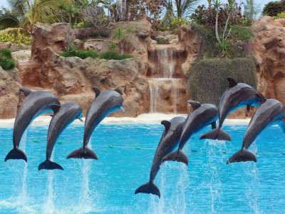 Loro Parque announces it is reopening to the public