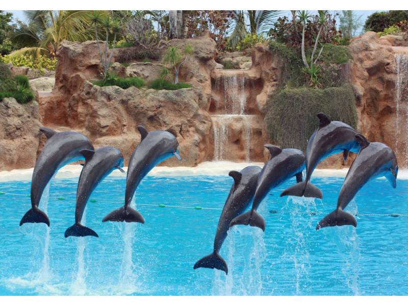 Loro Parque announces it is reopening to the public