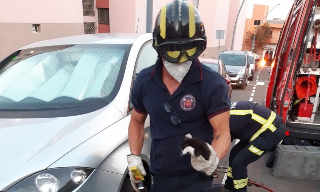 A happy ending as firemen rescue a kitten trapped in a car in Tenerife