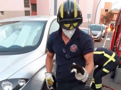 A happy ending as firemen rescue a kitten trapped in a car in Tenerife