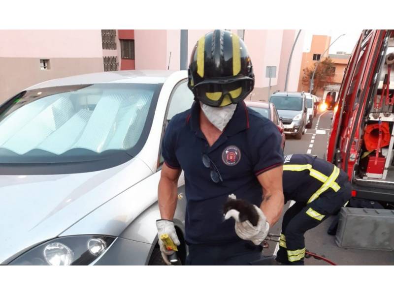 A happy ending as firemen rescue a kitten trapped in a car in Tenerife