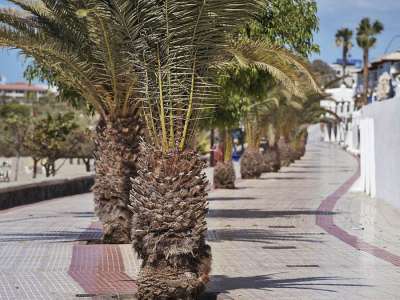Arrested after knocking over and killing a man in his 80s with a scooter in Los Cristianos