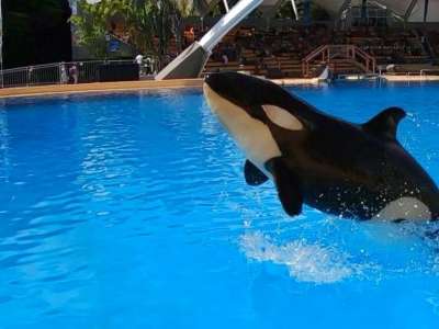 Loro Parque mourns the death of Ula, the daughter of killer whale Morgan