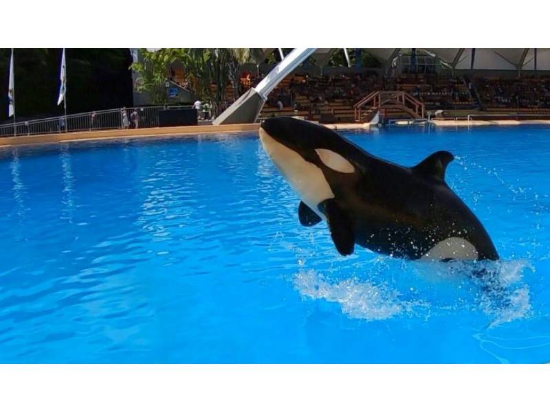 Loro Parque mourns the death of Ula, the daughter of killer whale Morgan
