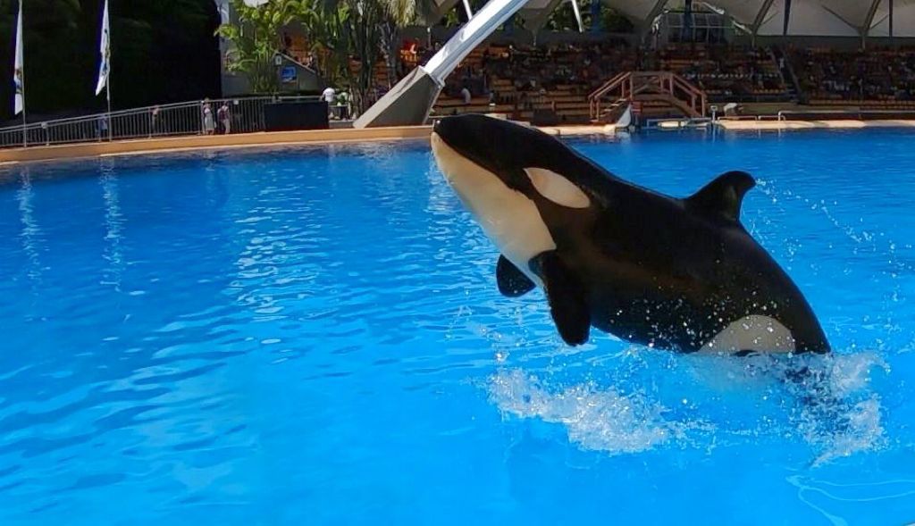 Loro Parque mourns the death of Ula, the daughter of killer whale Morgan