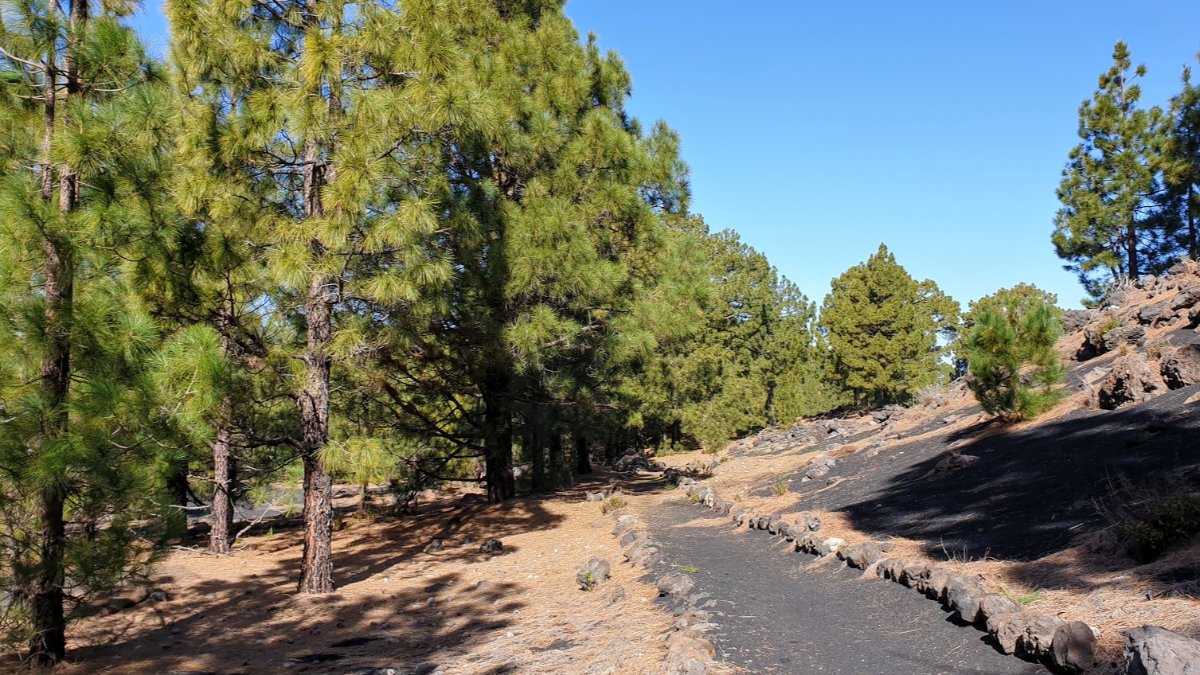 Forest trails in Tenerife reopen with some limits after fire alerts reduced