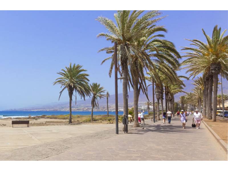 Three injured by falling palm tree in Playa de Las Americas