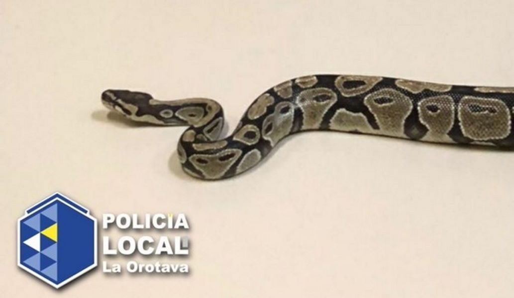 Extra scare for Halloween in Tenerife as a two metre long snake found in streets