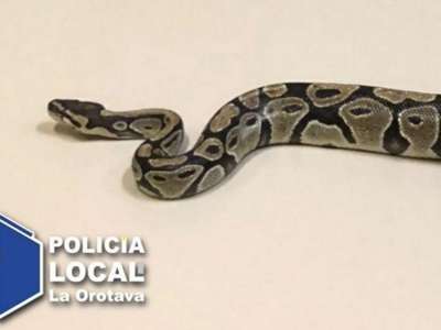 Extra scare for Halloween in Tenerife as a two metre long snake found in streets
