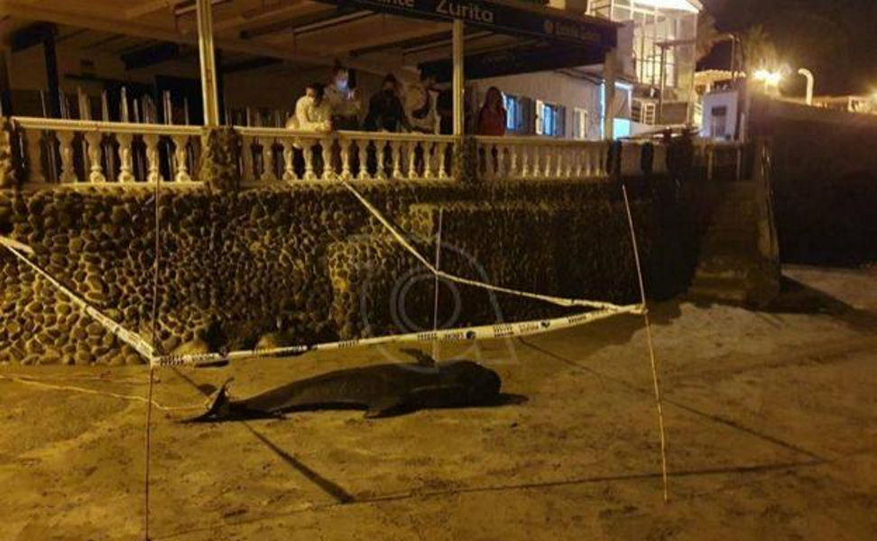 Dead pilot whale washes up on a beach in Gran Canaria
