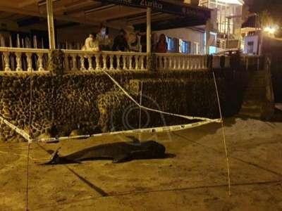 Dead pilot whale washes up on a beach in Gran Canaria