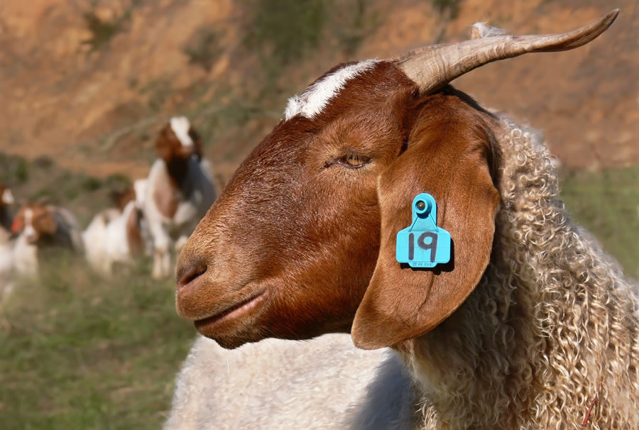 Arrested for stealing 96 goats in Tenerife