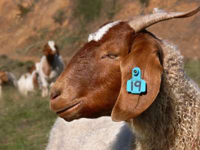 Arrested for stealing 96 goats in Tenerife