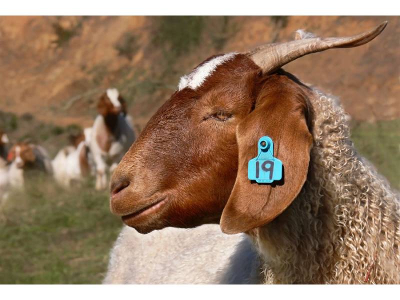 Arrested for stealing 96 goats in Tenerife Arrested for stealing 96 goats in Tenerife