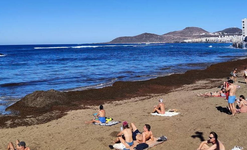 Tons of brown algae is washed up on Las Canteras beach 