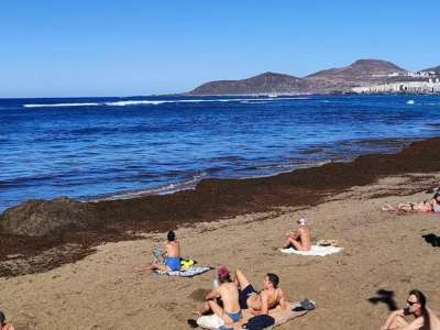 Tons of brown algae is washed up on Las Canteras beach 