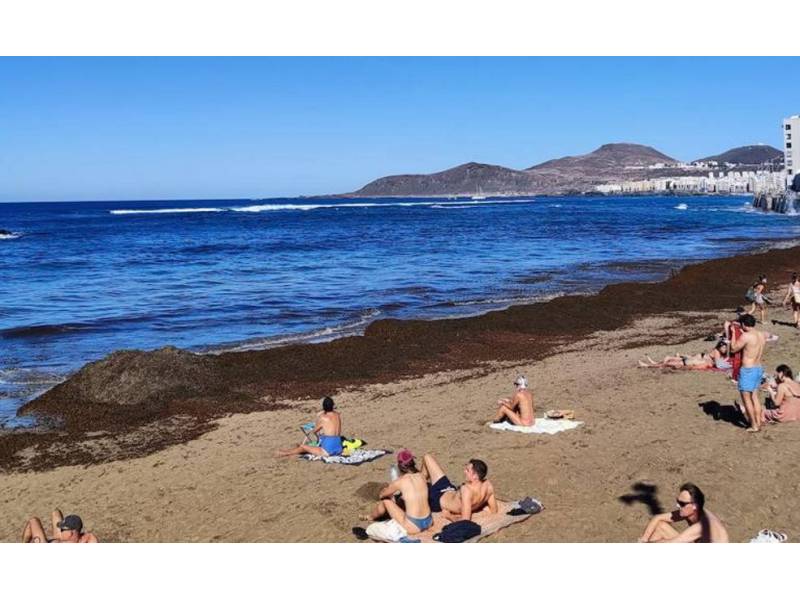 Tons of brown algae is washed up on Las Canteras beach 