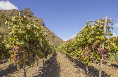 South Tenerife farmers want more rain for potatoes and wine!
