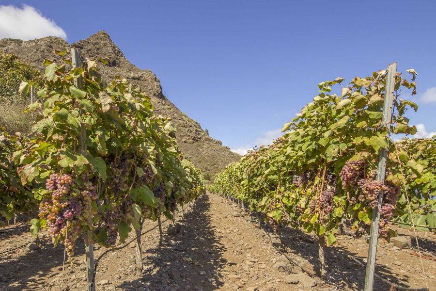 South Tenerife farmers want more rain for potatoes and wine!