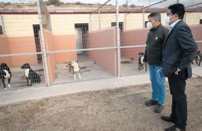 Cabildo allocate over one million euros for animal welfare in Tenerife
