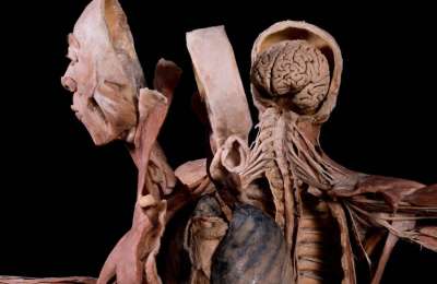 'Bodies' the world-famous exhibition of real human bodies comes to Tenerife