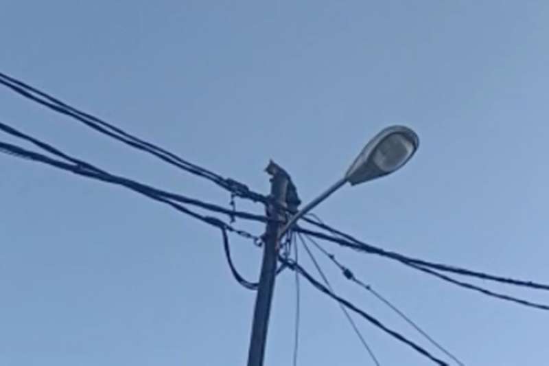 VIDEO: Controversy as firemen spray cat with water to get it off telegraph pole