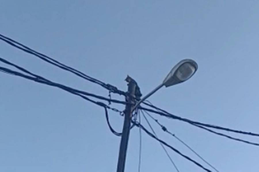 VIDEO: Controversy as firemen spray cat with water to get it off telegraph pole