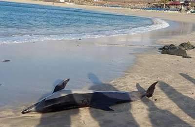 A stranded dolphin dies on Playa Dorada beach in Lanzarote