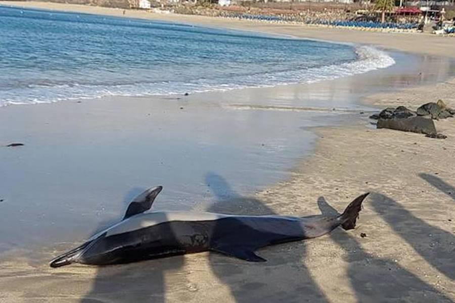 A stranded dolphin dies on Playa Dorada beach in Lanzarote
