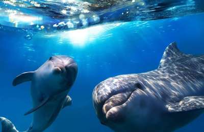 A rare biotoxin is killing dozens of dolphins around the Canary Islands