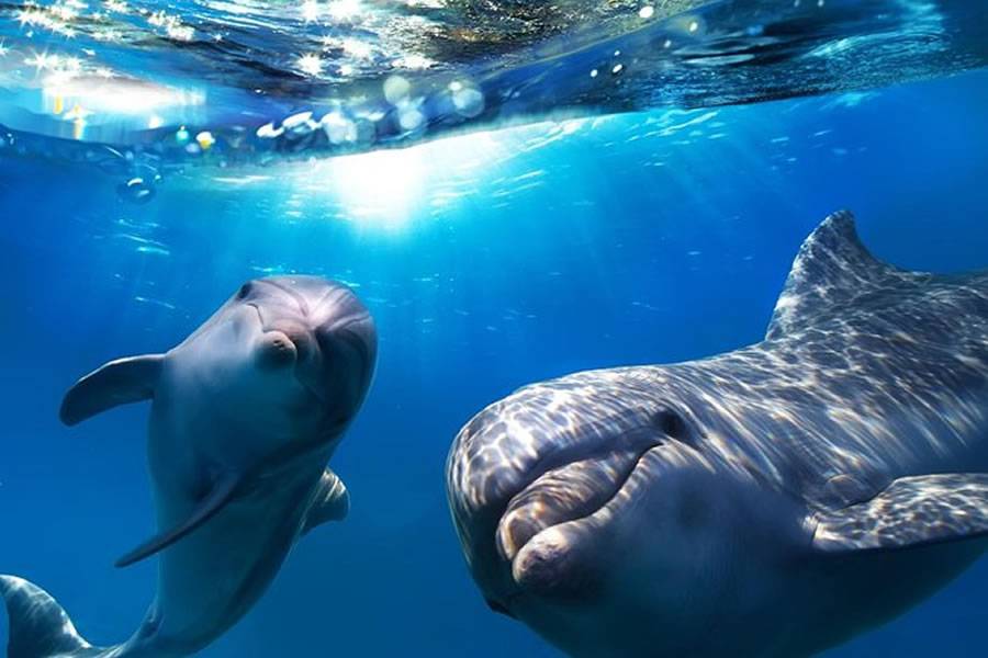 A rare biotoxin is killing dozens of dolphins around the Canary Islands