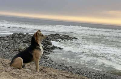 Vaguito, the dog that sits in front of the sea waiting for his deceased owner