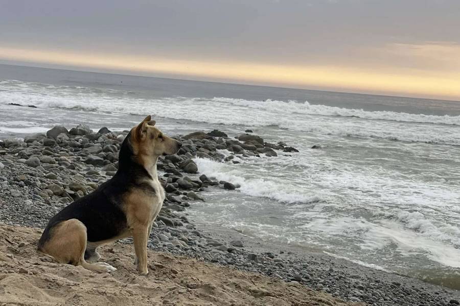 Vaguito, the dog that sits in front of the sea waiting for his deceased owner