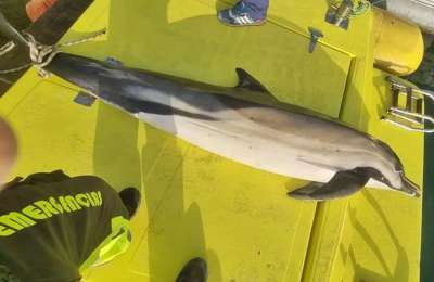 Another dead dolphin washes up on a beach in the Canary Islands